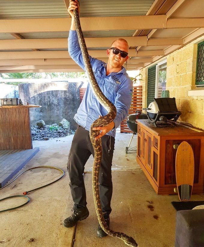 Змееловы в Австралии - обычная профессия 7