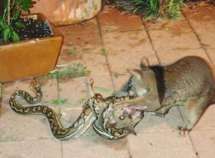 Змееловы в Австралии - обычная профессия 4