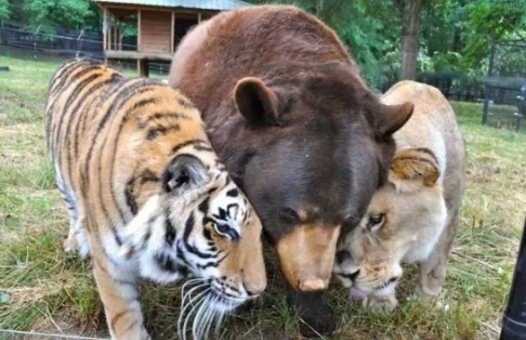 Дружба между животными: фото милых животных