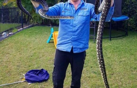 Змееловы в Австралии — обычная профессия