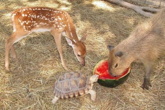Дружба между животными: фото милых животных 4