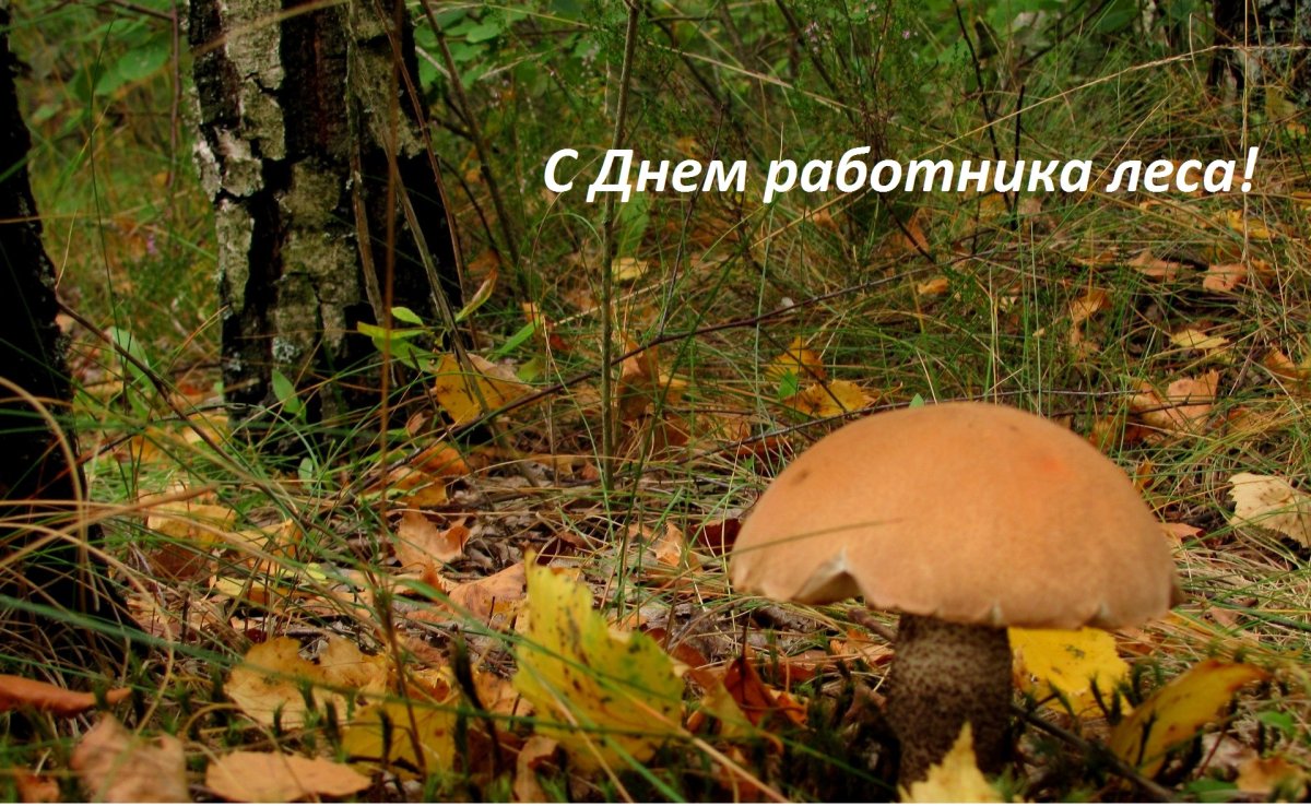 С днем лесника - прикольные открытки 11 открытки