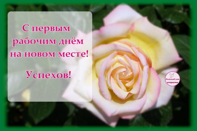 Открытки и поздравление с новой работой - подборка 24 Мейн-кун