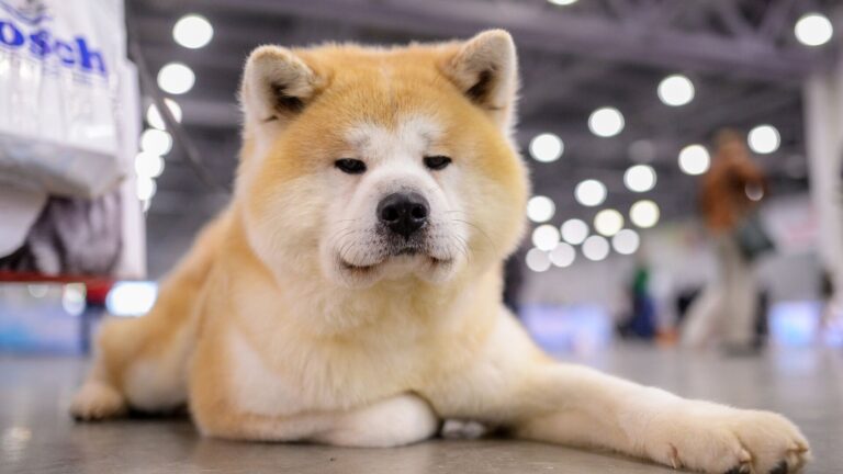 Как содержать собаку в городе: дельные советы 22