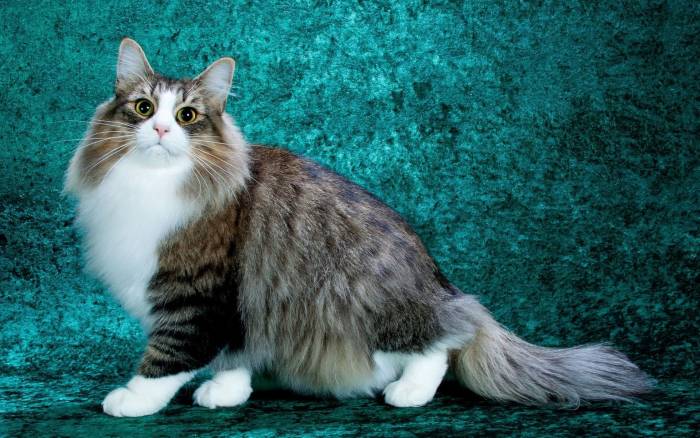 Норвежская лесная кошка - почти что рысь 36 Мейн-кун