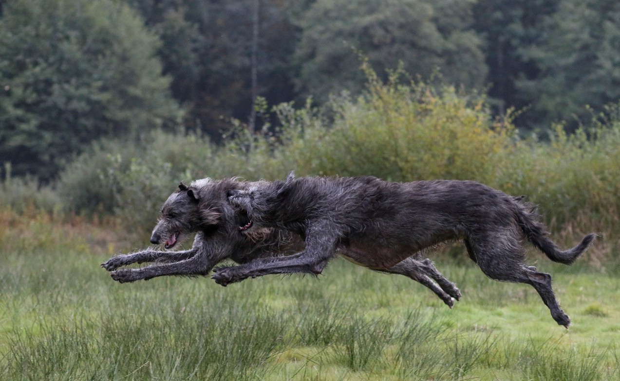 Ирландский волкодав - все об умелом охотнике 6