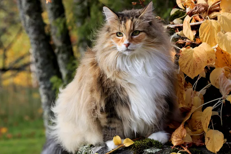 Норвежская лесная кошка - почти что рысь 3