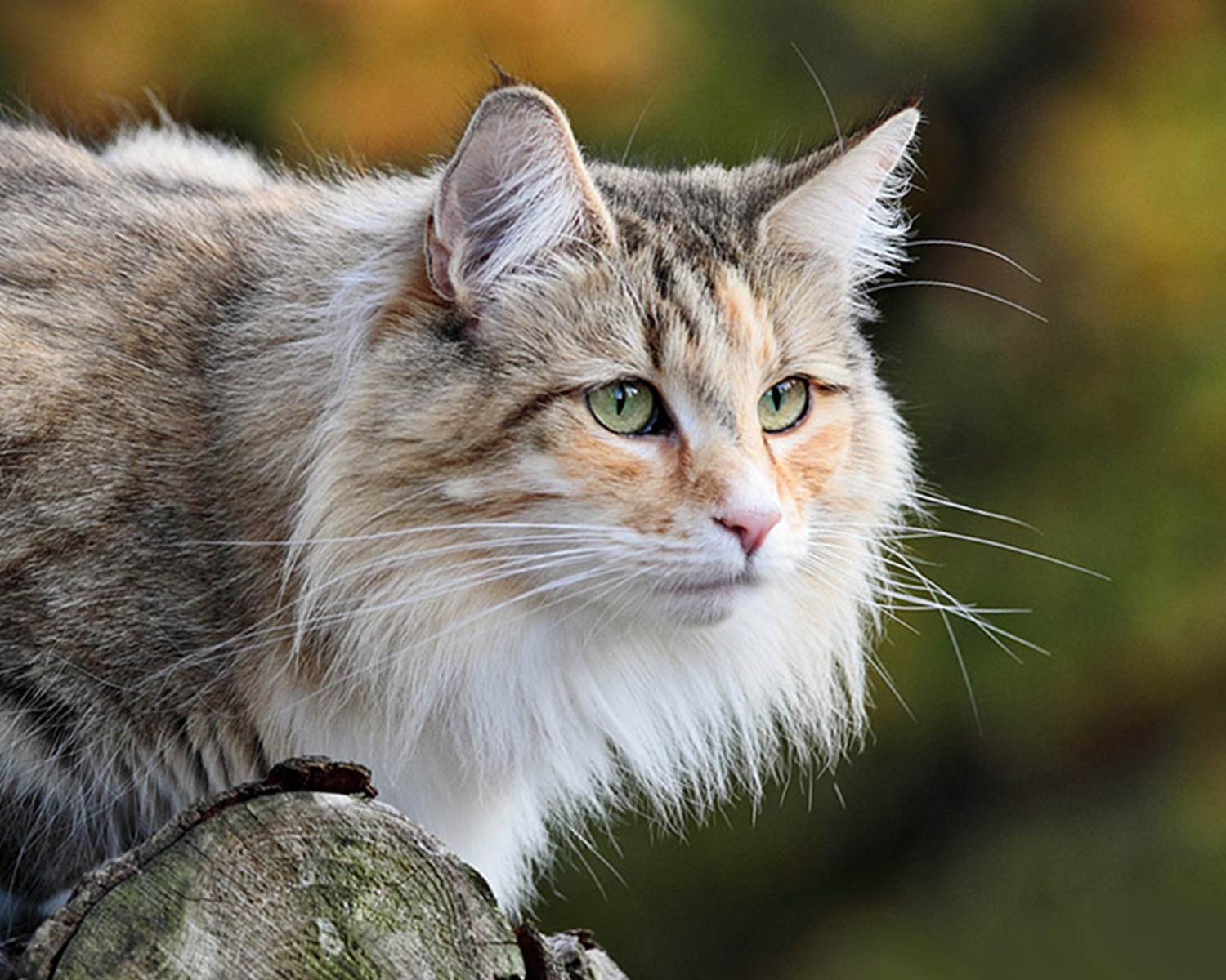 Норвежская лесная кошка - почти что рысь 6