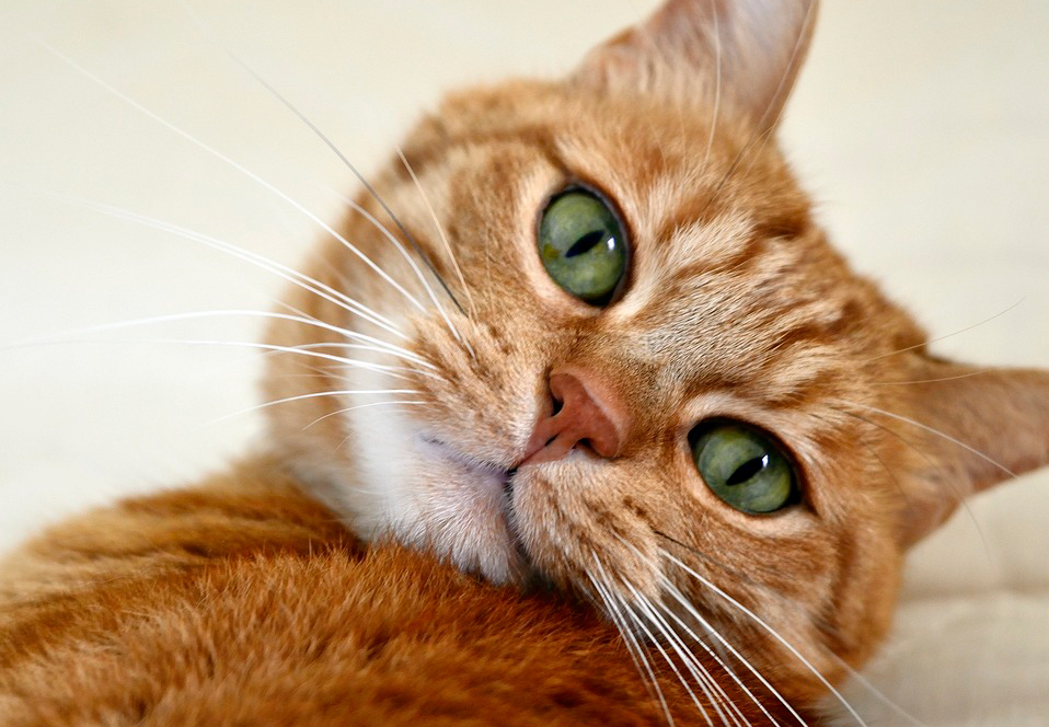 Чем лечить конъюнктивит у кошек в домашних условиях 1