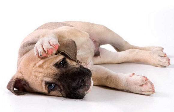 Кожная аллергия у собак: фото, симптомы, лечение