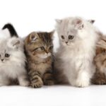 С какого возраста можно обрабатывать котят от блох и глистов 8 Аллергия у собак
