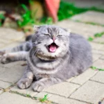 У кота сопли и чихает – чем лечить? 9 кошки