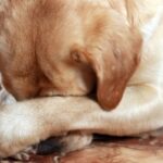 Воспаление петли у собаки: фото, причиниы, лечение 28 фитоняшки в спортзале