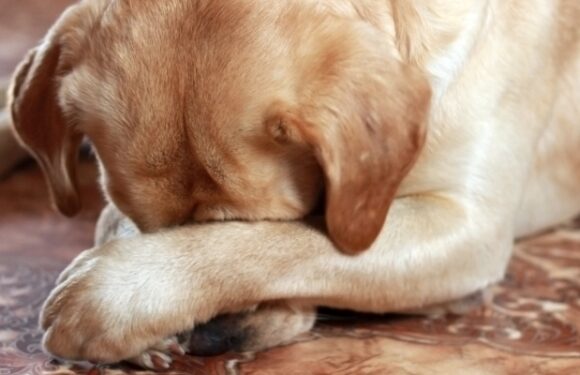 Воспаление петли у собаки: фото, причиниы, лечение