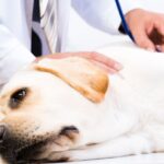 Ушиб внутренних органов у собак: как определить и что делать 89 тату