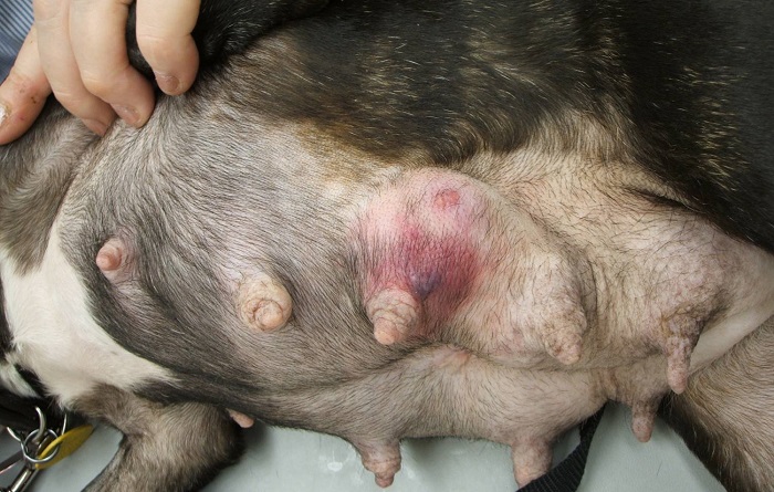 Воспаление соска у собаки фото, причины, лечение 1