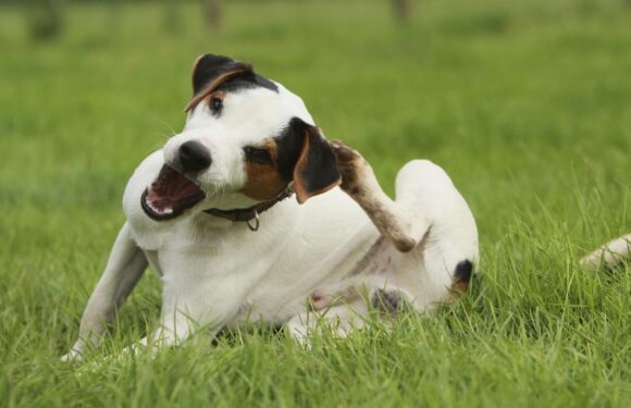 Чем снять зуд у собаки при аллергии: несколько советов
