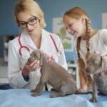Дирофиляриоз у собак: симптомы, последствия, лечение 11