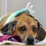Энтерит у собак: лечение в домашних условиях 15 Изабела Мерсед