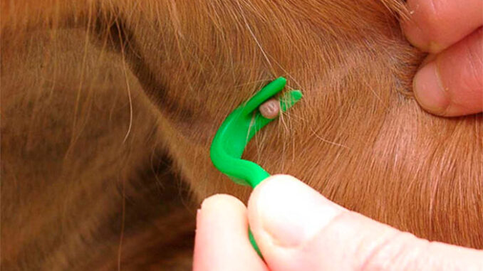 Как достать клеща у собаки: просто о важном 2
