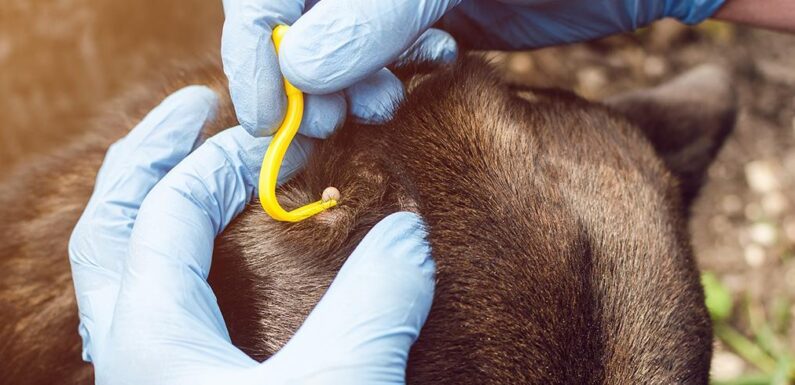 Как достать клеща у собаки: просто о важном