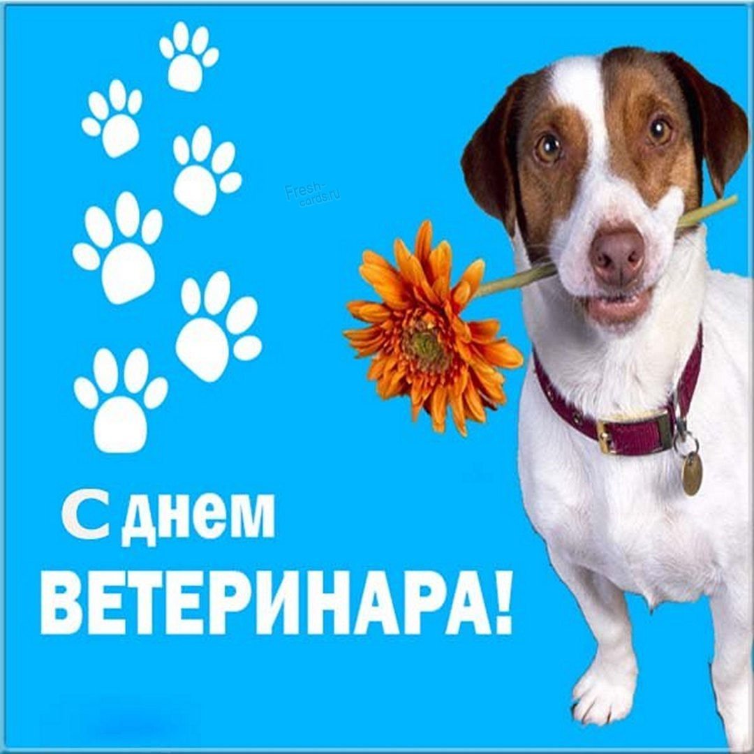 С днем ветеринарного работника - поздравления 19 открытки