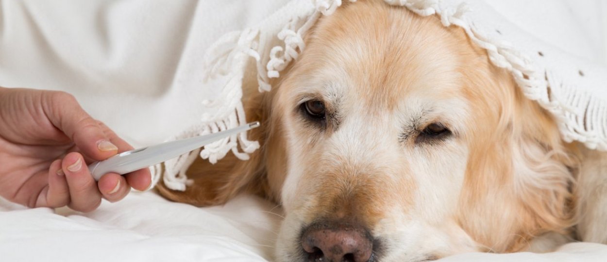 Как сбить температуру у собаки в домашних условиях 1