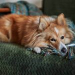 Как сбить температуру у собаки в домашних условиях 23 картинки со смыслом