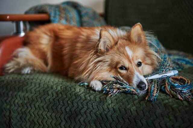 Как сбить температуру у собаки в домашних условиях 24 Мейн-кун