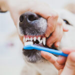 Зубной камень у собак: лечение и профилактика 10