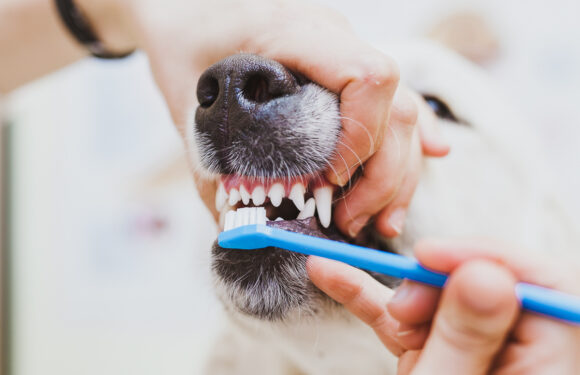 Зубной камень у собак: лечение и профилактика