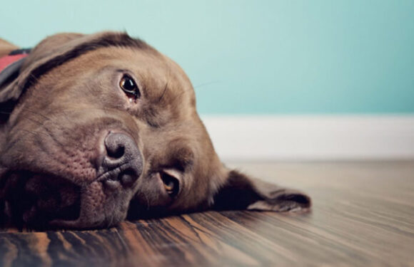 Лечение собаки после укуса клеща в домашних условиях