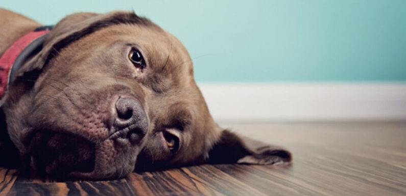 Лечение собаки после укуса клеща в домашних условиях