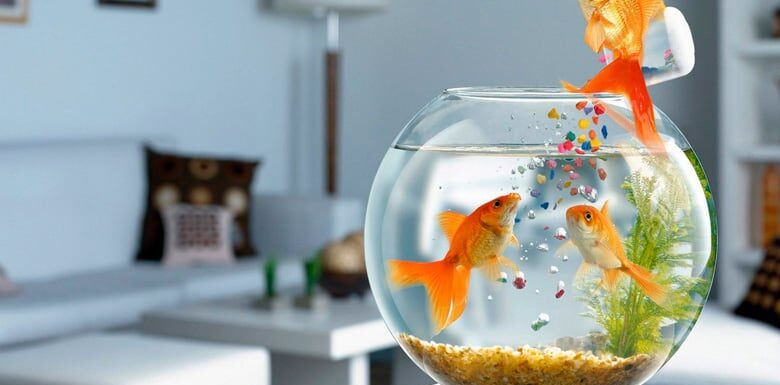 Как правильно подготовить воду для домашнего аквариума