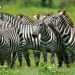 Откуда у зебр полоски: а вы знали? 8 тайны