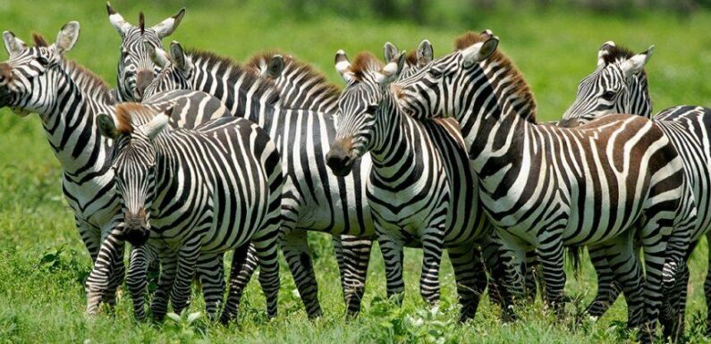 Откуда у зебр полоски: а вы знали?