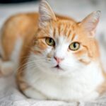 Насморк у кота: почему и как лечить 51 Riley Summers