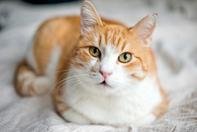 Насморк у кота: почему и как лечить 36