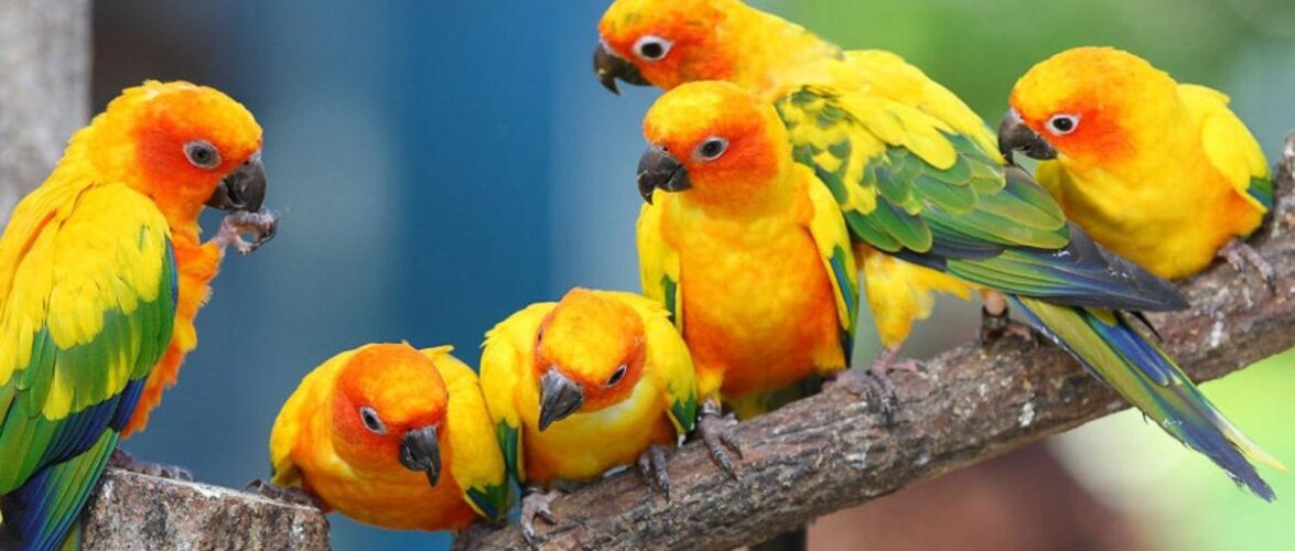 Папуги нерозлучники: види, забарвлення, особливості