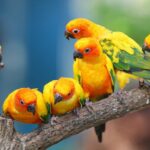Попугаи неразлучники: виды, окрас, особенности 34 готессы
