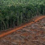 Лесные катаклизмы: что будет, если исчезнут леса? 11 клещ