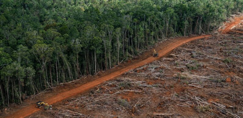 Лесные катаклизмы: что будет, если исчезнут леса?