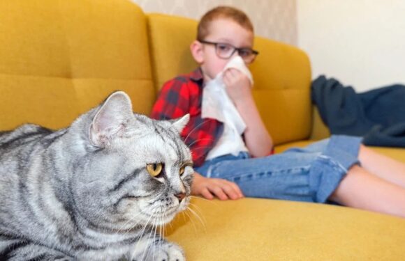 Аллергия на кошек у детей: симптомы и что делать