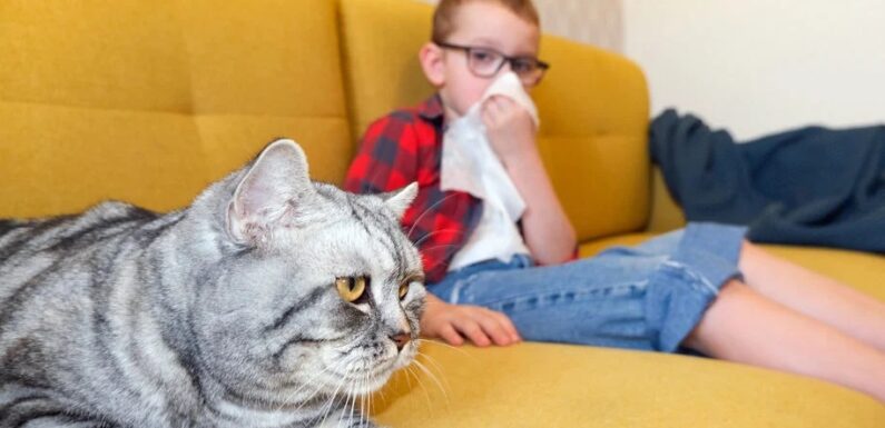 Аллергия на кошек у детей: симптомы и что делать