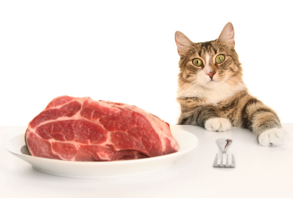 Чем лучше кормить кошку: готовые корма или натуральная пища 1 кошки