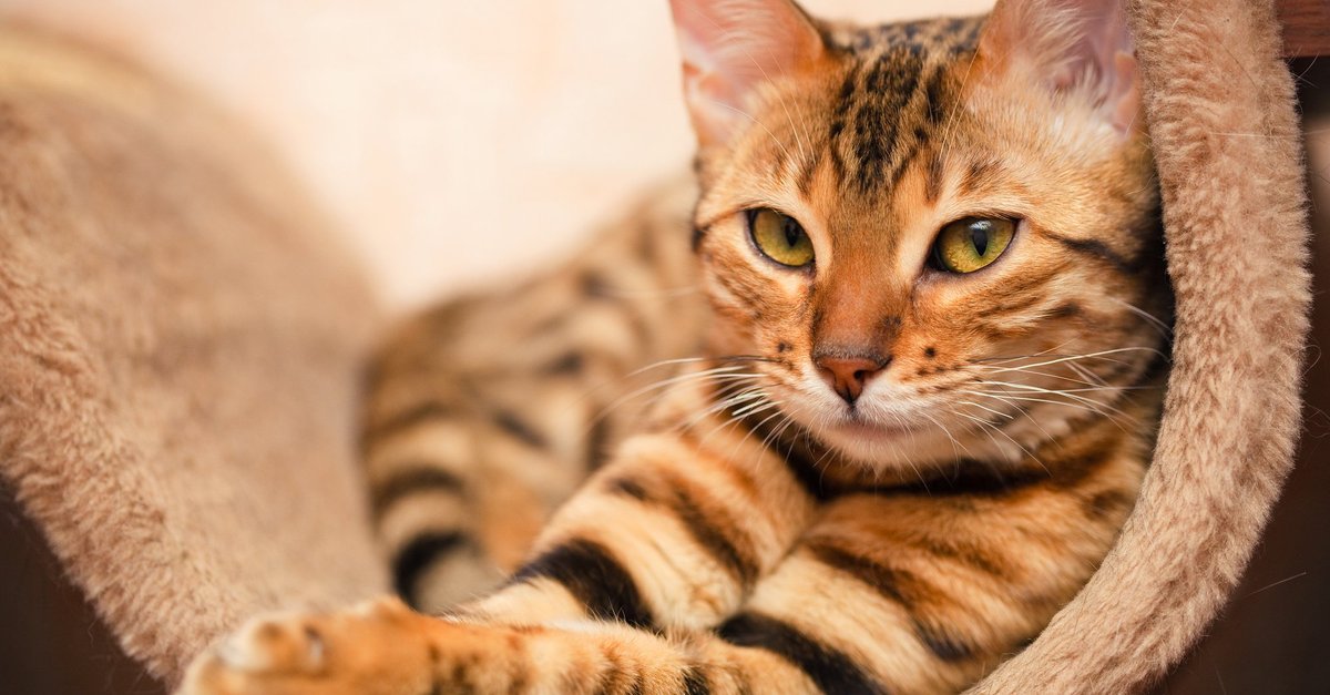 Поликистоз почек у кошек: опасное наследственное заболевание 2