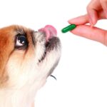 Аспирин – можно ли его давать в качестве лекарства собаке 16 Красные точки на коже
