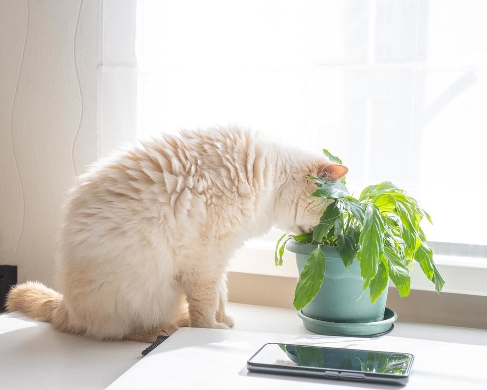 Чем лучше кормить кошку: готовые корма или натуральная пища 2 кошки