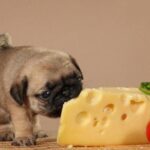 Гималайский сыр для собак, что это и с чем его едят? 29 картинки со смыслом