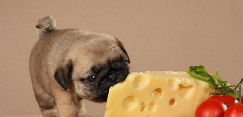 Гималайский сыр для собак, что это и с чем его едят?